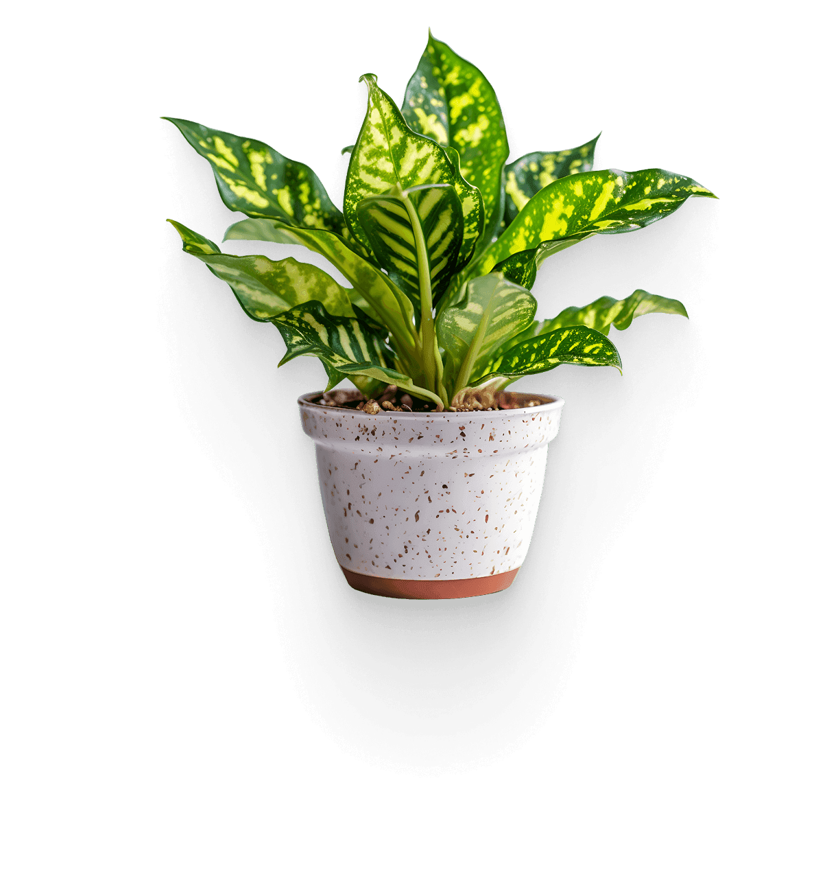 Calathea plant
