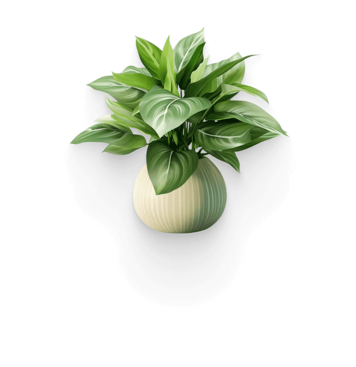 Calathea plant