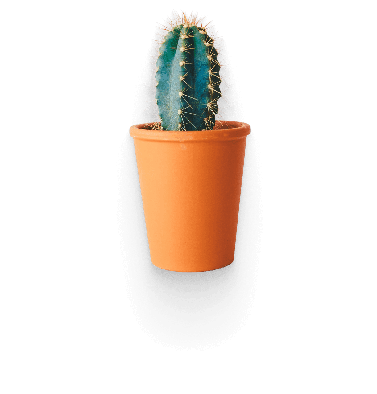 Calathea plant
