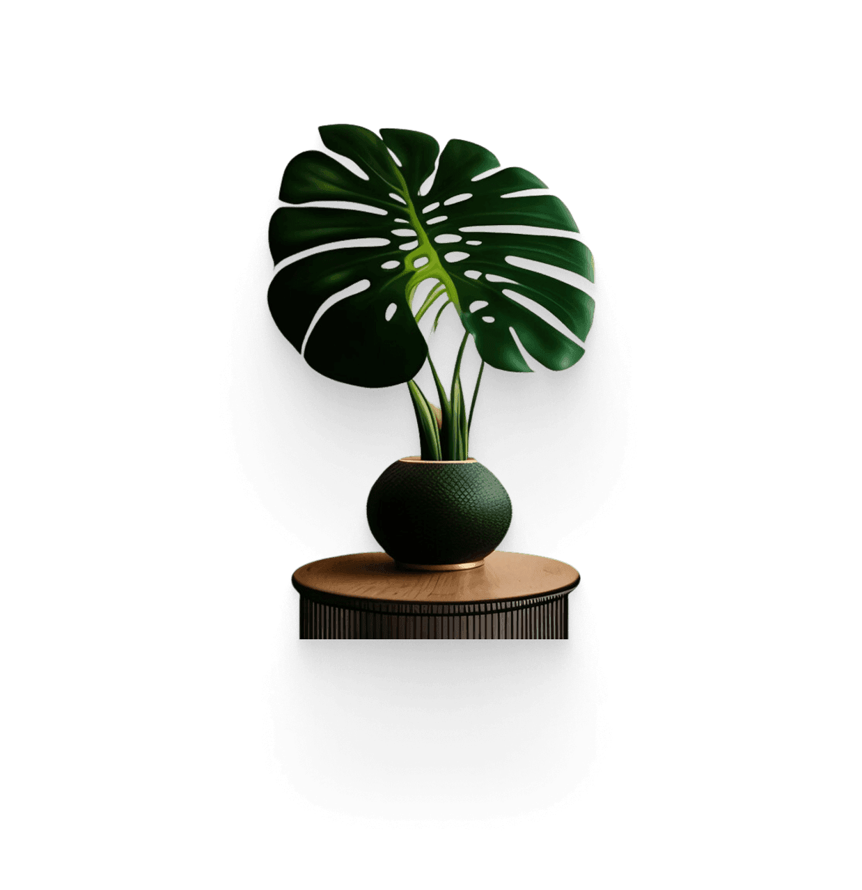 Calathea plant