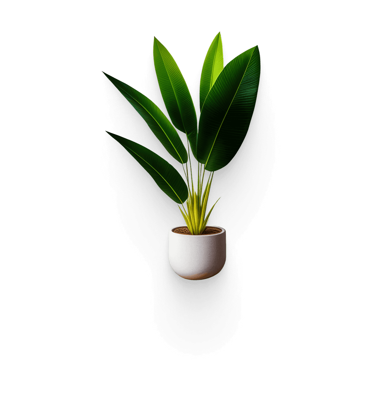 Calathea plant
