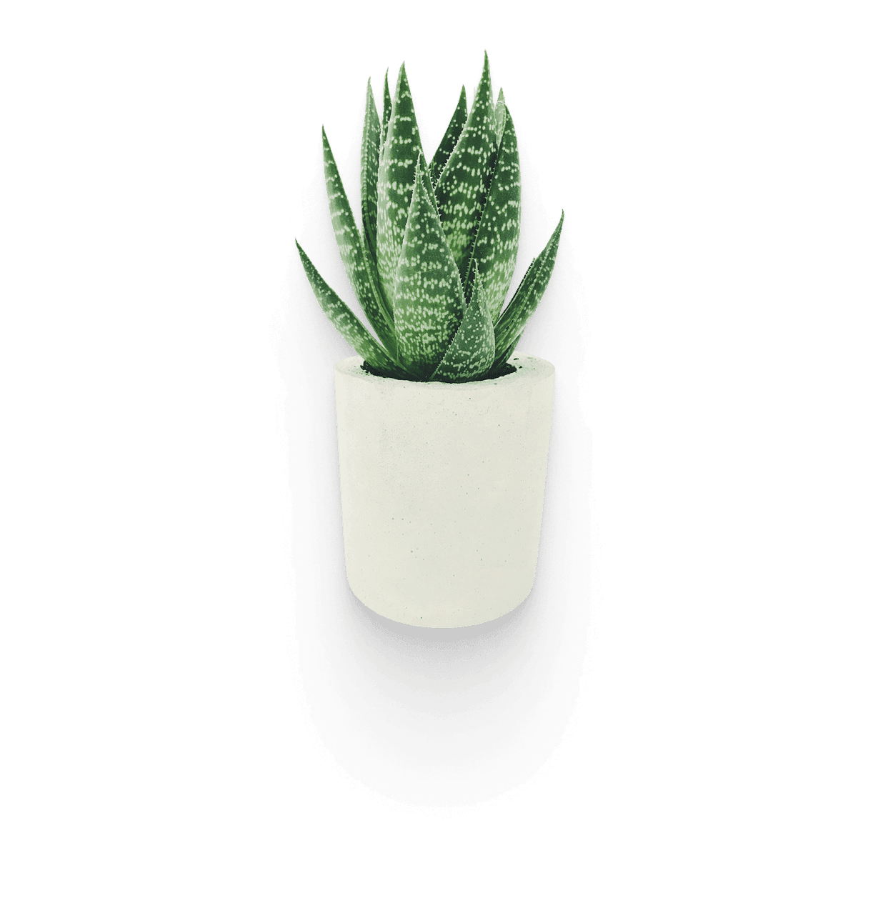 Calathea plant